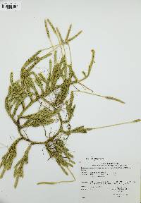 Lycopodium lagopus image