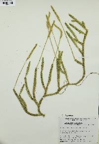 Lycopodium lagopus image