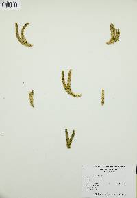 Lycopodium selago image