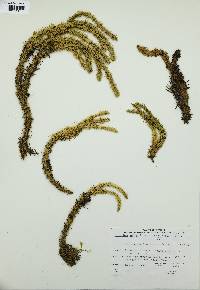 Lycopodium selago image