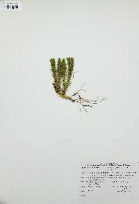 Lycopodium selago image