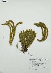 Lycopodium selago image