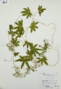 Lygodium palmatum image