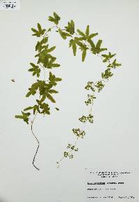 Lygodium palmatum image