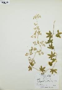 Lygodium palmatum image