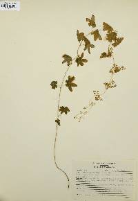 Lygodium palmatum image