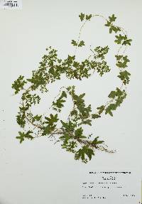 Lygodium palmatum image