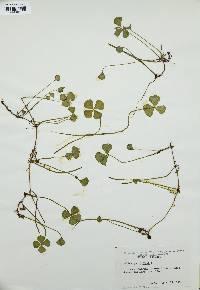 Marsilea quadrifolia image