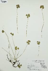 Marsilea quadrifolia image