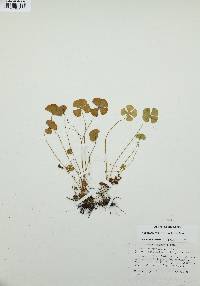 Marsilea vestita image