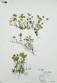 Marsilea vestita image