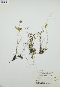 Marsilea vestita image