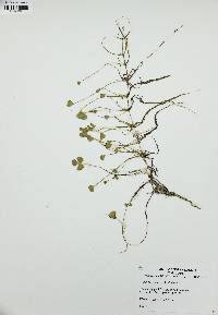 Marsilea vestita image