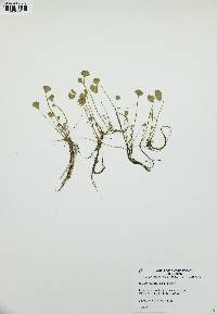 Marsilea vestita image