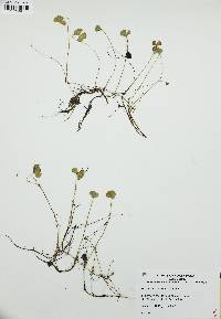 Marsilea vestita image