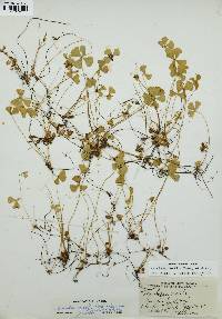 Marsilea vestita image