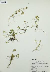 Marsilea vestita image