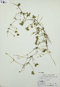 Marsilea vestita image