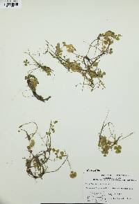 Marsilea vestita image