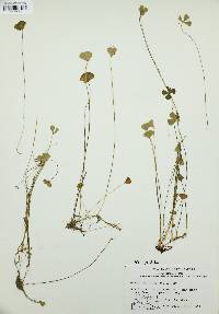 Marsilea vestita image