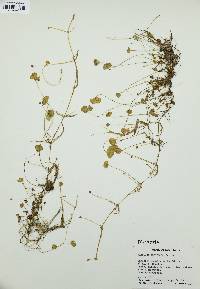 Marsilea vestita image