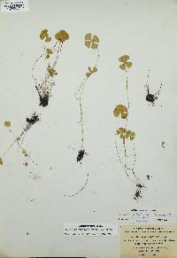 Marsilea vestita image