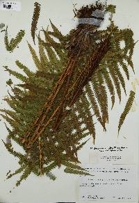 Matteuccia struthiopteris image