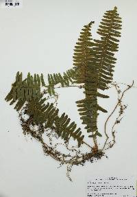 Nephrolepis cordifolia image