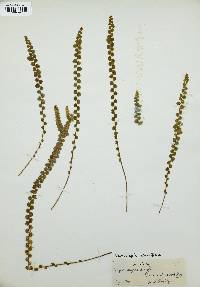 Nephrolepis cordifolia image