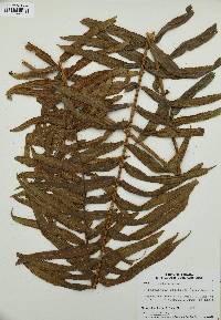 Nephrolepis biserrata image