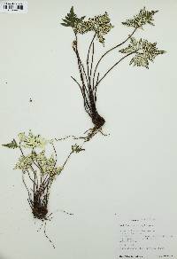 Notholaena standleyi image