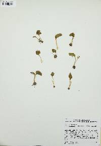 Ophioglossum crotalophoroides image