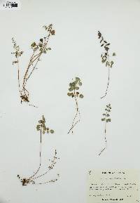 Pellaea cordifolia image