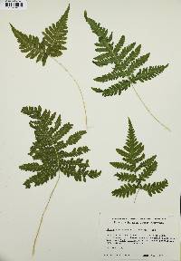 Phegopteris connectilis image