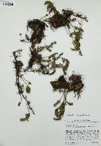 Pleopeltis polypodioides image
