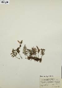 Pleopeltis polypodioides image