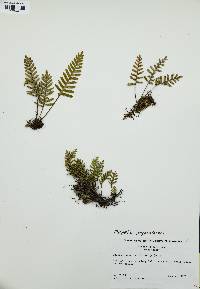 Pleopeltis polypodioides image