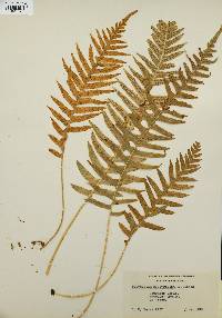 Polypodium glycyrrhiza image