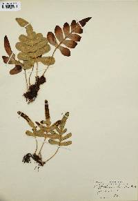 Polypodium scouleri image