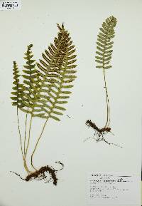 Polypodium vulgare image