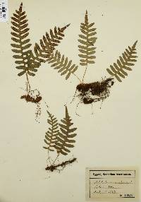 Polypodium vulgare image