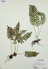 Polypodium vulgare image