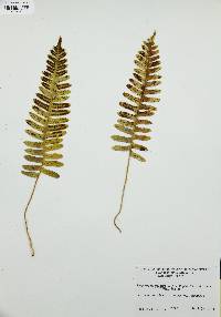 Polypodium vulgare image