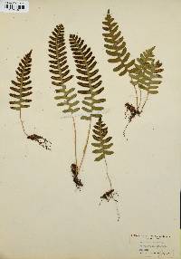 Polypodium vulgare image