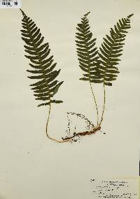 Polypodium vulgare image