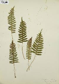 Polypodium vulgare image