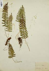 Polypodium vulgare image