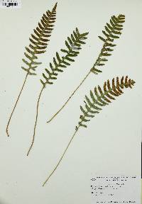 Polypodium vulgare image