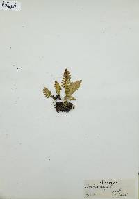 Polypodium vulgare image