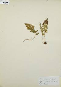 Polypodium vulgare image